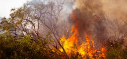 bushfire