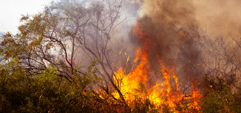 bushfire